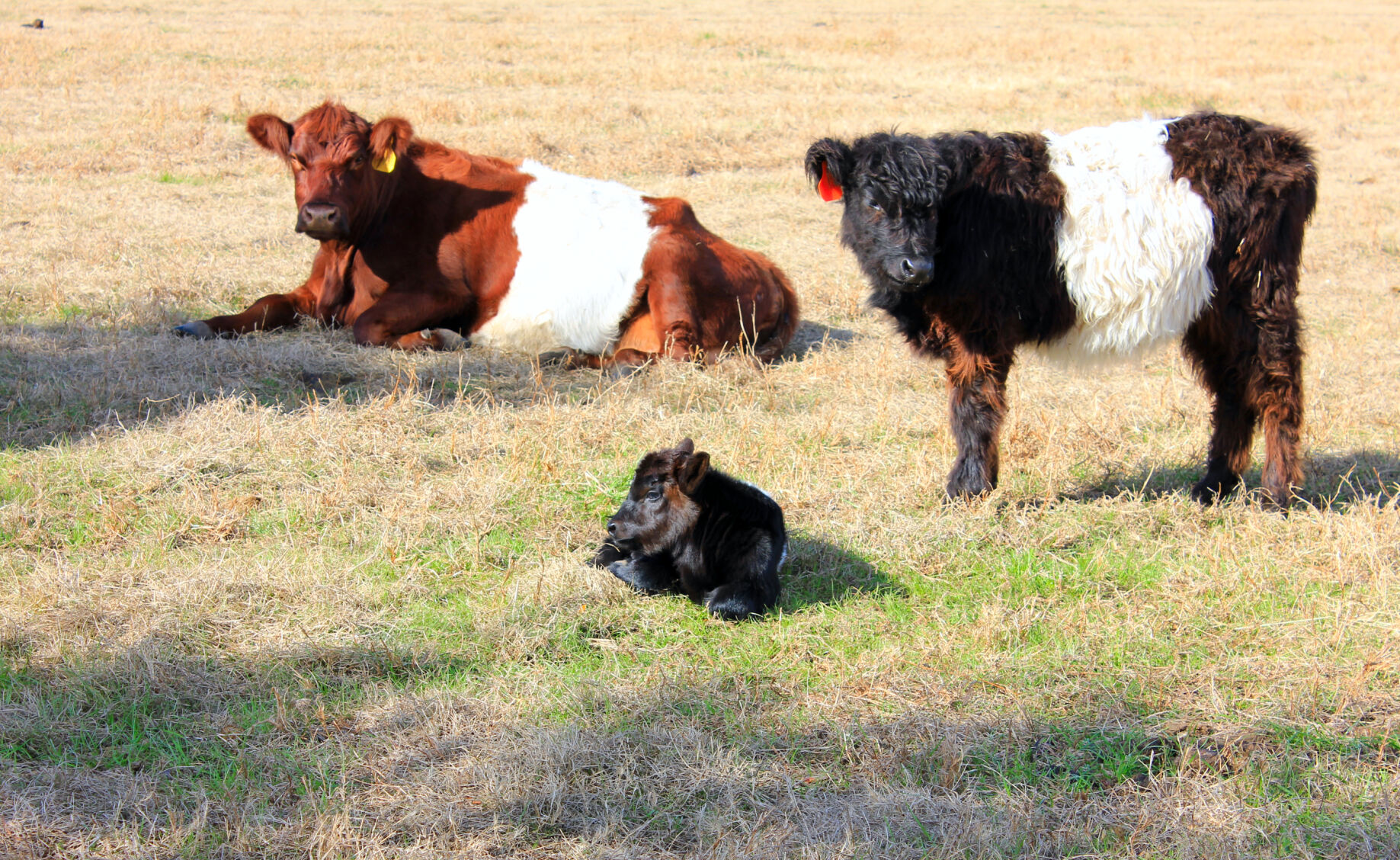 Belted Galloways